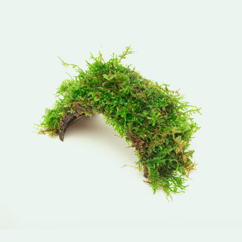 Arco Vegetal Vivo en Forma de Puente Refugio Decorativo para Tanques de Peces Pequeños de Agua Dulce Decoración Del Acuario
